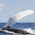 whale_humpback_h_00456_dom2504.jpg